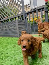 Gorgeous Toy Cavoodle Puppies Avail Image eClassifieds4U
