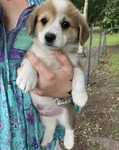 Male and female Pembroke Welsh Corgi puppies Image eClassifieds4U