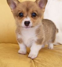 Gorgeous Corgi puppies Image eClassifieds4u 2