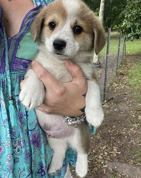 Male and female Pembroke Welsh Corgi puppies Image eClassifieds4u