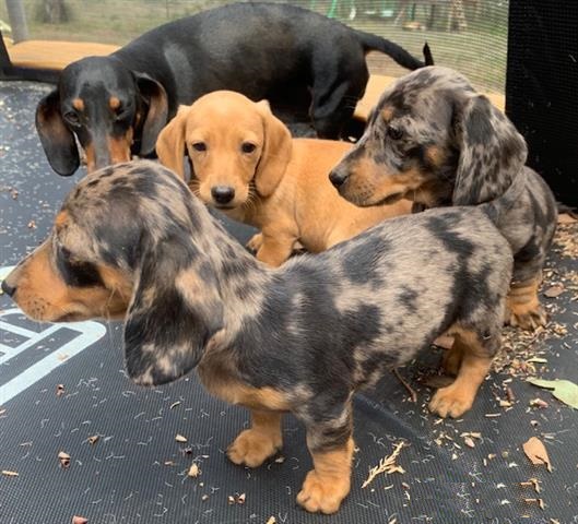 Smooth coat Dachshund Puppies available Image eClassifieds4u