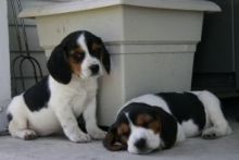 Great and real Beagle puppies