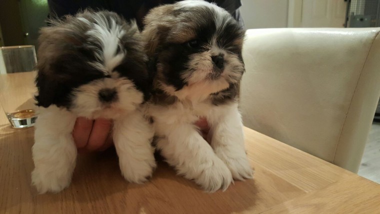 Solid and real Shih Tzu puppies for Shih Tzu lovers Image eClassifieds4u