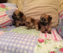 Morkie puppies available for real homes