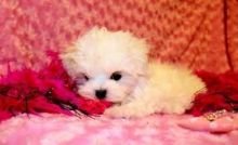 Beautiful litter Maltese puppies