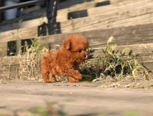 Toy Poodle puppies Image eClassifieds4u 3
