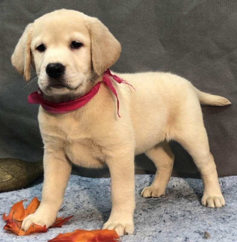 Adorable Labrador Retriever puppies Image eClassifieds4u