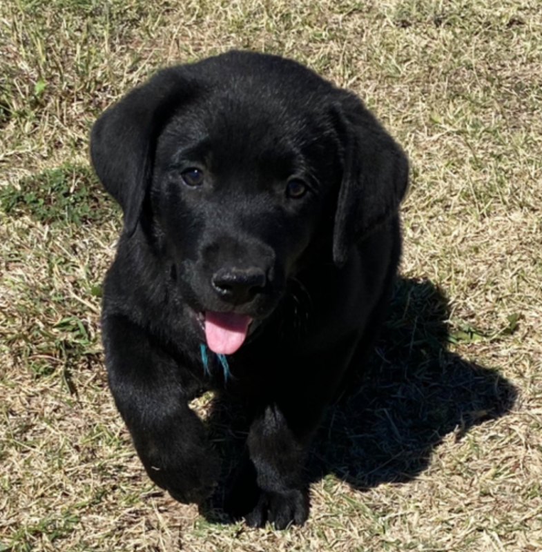 Adorable Labrador Retriever puppies Image eClassifieds4u