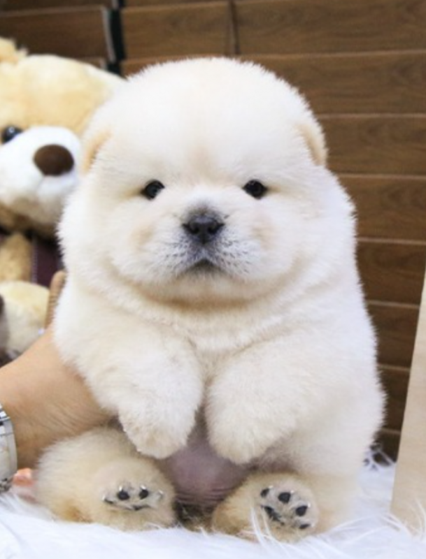 Chow chow puppies ready to go home Image eClassifieds4u