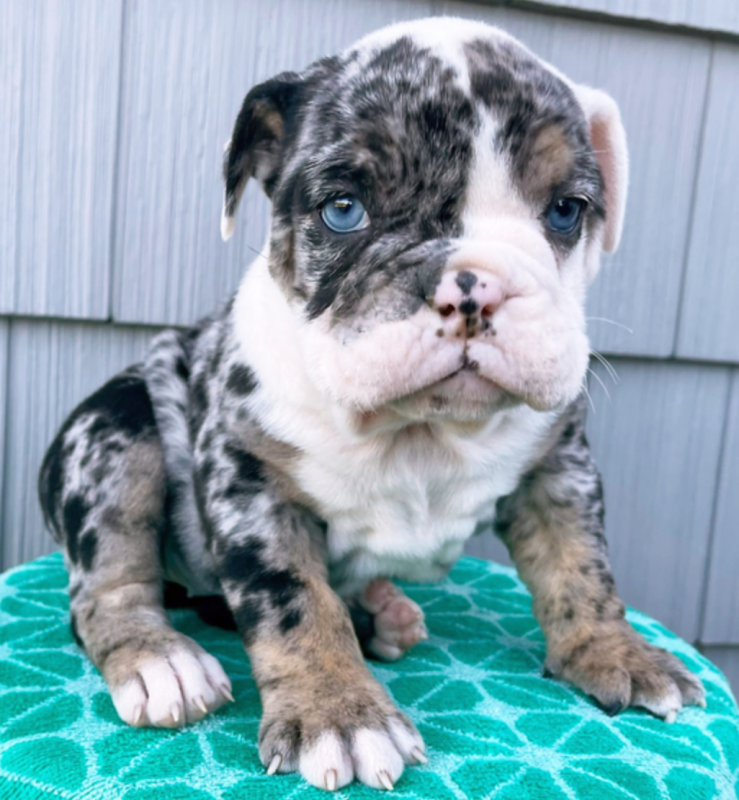 English bulldog puppies available for you Image eClassifieds4u