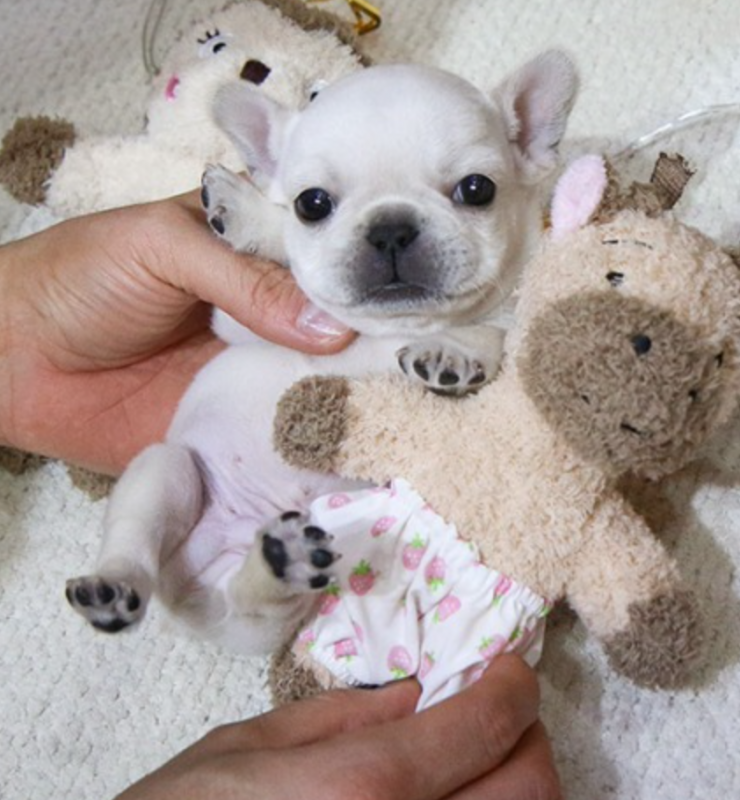 Frenchie pupies available now Image eClassifieds4u