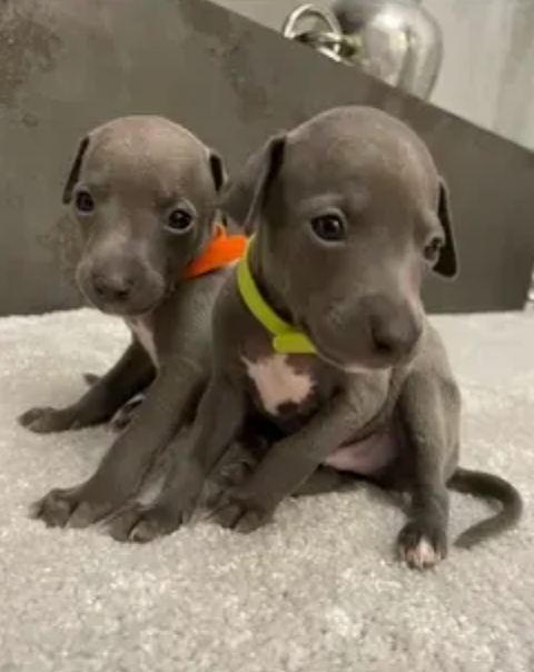 Italian Greyhound puppies for sale Image eClassifieds4u