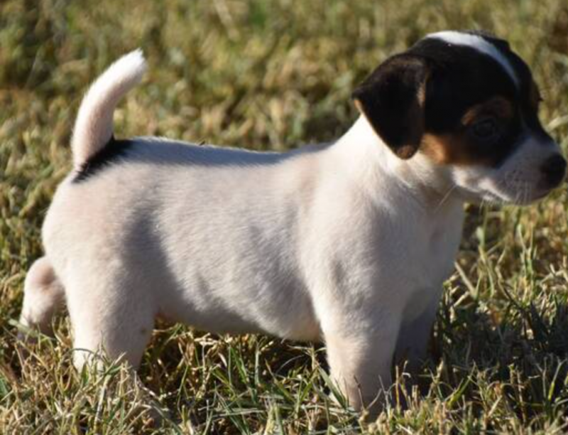 Jack russell puppies available now Image eClassifieds4u