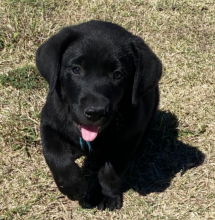 Adorable Labrador Retriever puppies Image eClassifieds4u 3