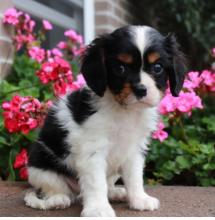 Calvalier King charles spaniel puppies ready to go Image eClassifieds4u 2