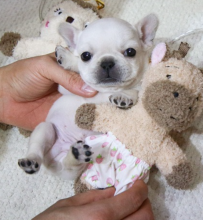 Frenchie pupies available now Image eClassifieds4u 3