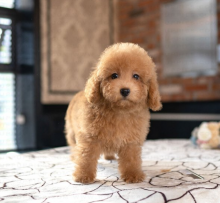 Goldendoodle puppies available (ryan4snoopy@gmail.com) Image eClassifieds4u 3