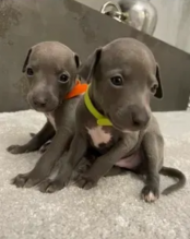 Italian Greyhound puppies for sale Image eClassifieds4u 3