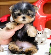Teacup Yorkie puppies for you Image eClassifieds4u 3