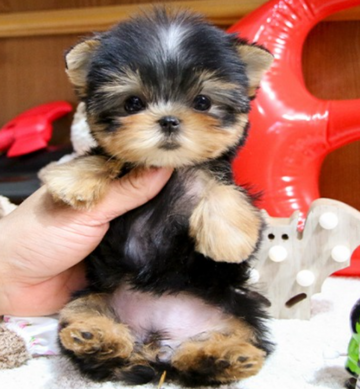 Teacup Yorkie puppies for you Image eClassifieds4u