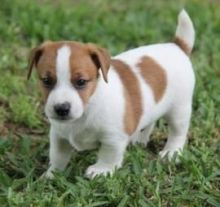 Energetic Jack Russell Terrier Puppies for Sale text us (onellabetilla@gmail.com)