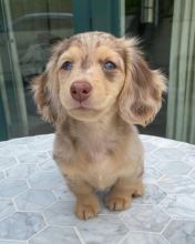 MALE AND FEMALE MINIATURE DACHSHUND PUPPIES???? AVAILABLE????