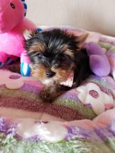 Yorkshire terrier available now text us (onellabetilla@gmail.com)