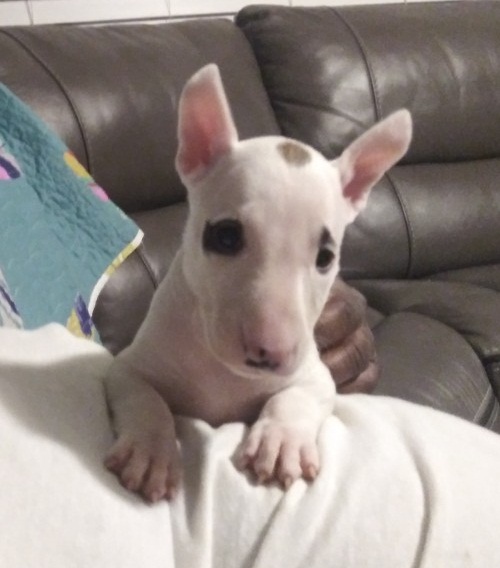 Amazing Bull-terrier puppies.text us (onellabetilla@gmail.com) Image eClassifieds4u