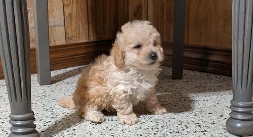 Amazing Toy poodle puppies. text us (onellabetilla@gmail.com) Image eClassifieds4u