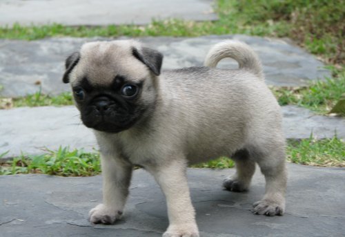 I have 2 Pug puppies.text us (onellabetilla@gmail.com) Image eClassifieds4u