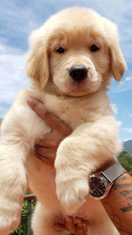 Labrador Retriever puppies for sale .text us (onellabetilla@gmail.com) Image eClassifieds4u
