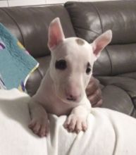 Amazing Bull-terrier puppies.text us (onellabetilla@gmail.com) Image eClassifieds4U