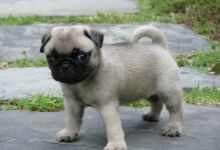 I have 2 Pug puppies.text us (onellabetilla@gmail.com) Image eClassifieds4U