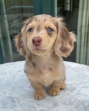 MALE AND FEMALE MINIATURE DACHSHUND PUPPIES???? AVAILABLE???? Image eClassifieds4U