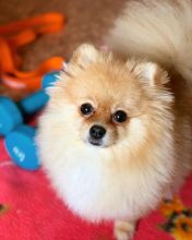 MALE AND FEMALE MINIATURE POMERANIAN PUPPIES???? AVAILABLE???? Image eClassifieds4u 2