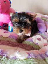Yorkshire terrier available now text us (onellabetilla@gmail.com) Image eClassifieds4U