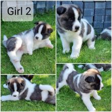 pretty akita for free adoption