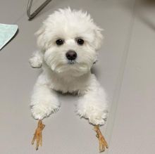 pretty maltese for free adoption