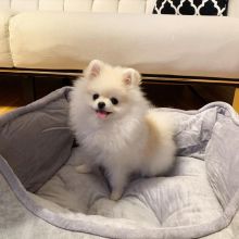 pretty pomeranian puppies for free adoption