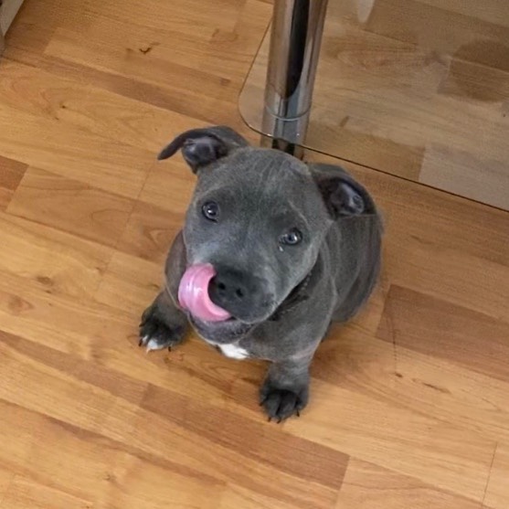 cute and adorable American blue nose pit-bull for adoption Image eClassifieds4u