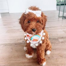 Adorable cavapoo puppies for adoption Image eClassifieds4U