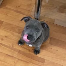 cute and adorable American blue nose pit-bull for adoption Image eClassifieds4U