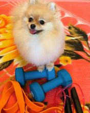 MALE AND FEMALE MINIATURE POMERANIAN PUPPIES???? AVAILABLE???? Image eClassifieds4u 2
