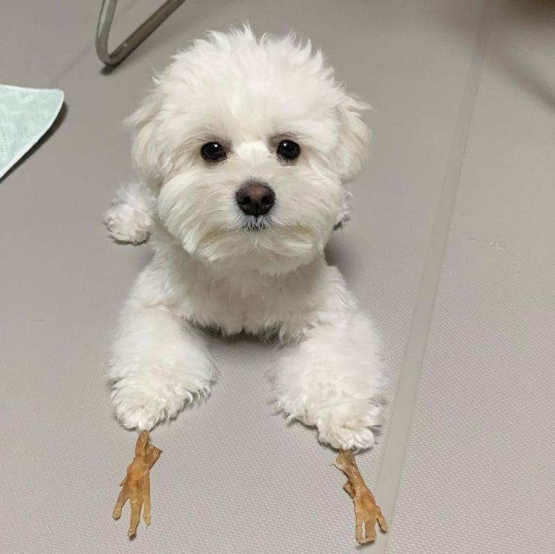 pretty maltese for free adoption Image eClassifieds4u