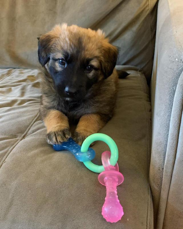 smart and available German shepherd puppies for adoption. Image eClassifieds4u
