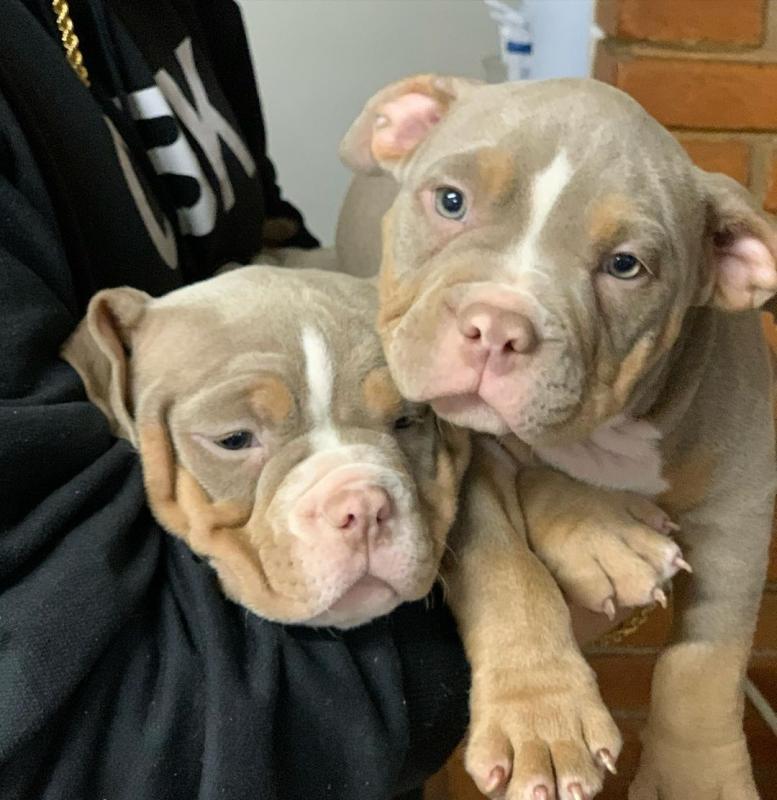stunning litter of pocket bully pups Image eClassifieds4u