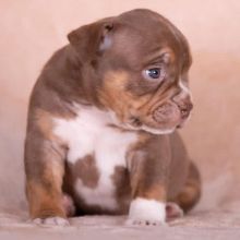 Beautiful, big bones, strong and correct American Bully Pocket