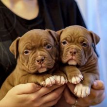 Cute litter of Pocket American Bully puppies ready for new Xmas homes