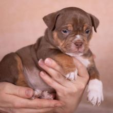 Gorgeous Pocket Bully Puppies Ready...