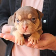 Pocket bullies Ready for their forever homes